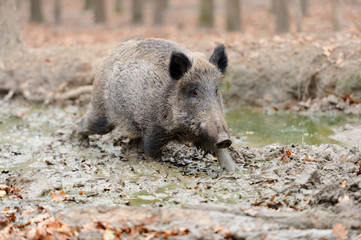 Wild boar