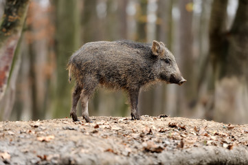 Wild boar