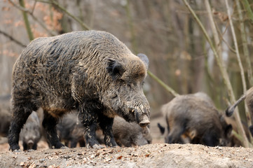 Wild boar