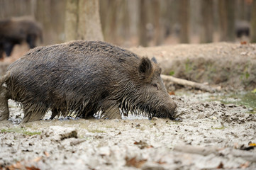 Wild boar