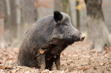 Wild boar