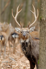 Fototapeta premium Deer