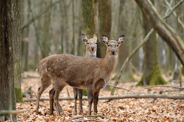 Deer