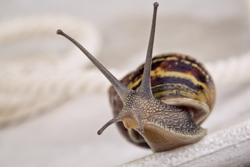 Gefleckte Weinbergschnecke