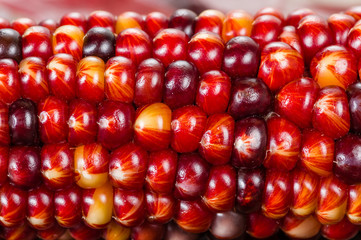 Indian corn colorful for decoration