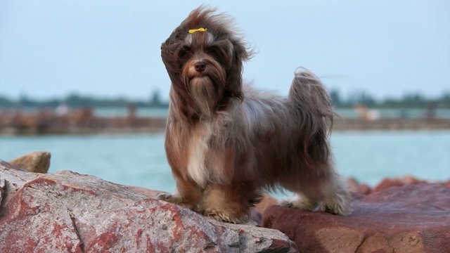 Cute chocolate Havanese dog is standing in a harbor in wind