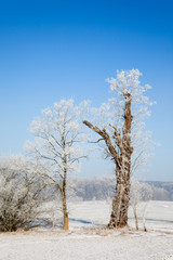 Winterlandschaft mit B&auml;umen