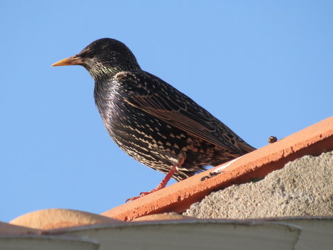 Oiseau - Etourneau sur un toit
