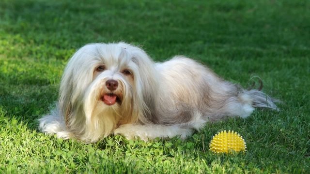 Chocolate Havanese dog is resting after play on a grassy field