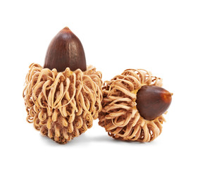 acorns