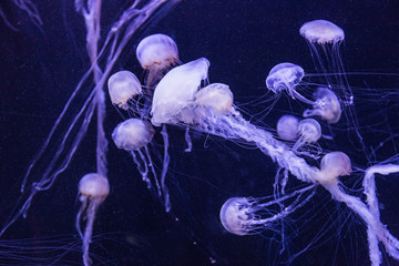 Beautiful jellyfish moving slowly in aquarium in Dubai