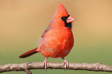 Male Cardinal In A Tree
