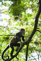 Naklejka premium Howler Monkey