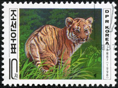 stamp printed in DPR Korea shows tiger cub