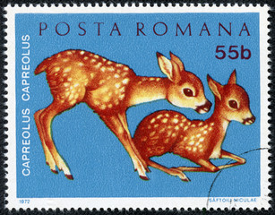 stamp printed by Romania, show fawn