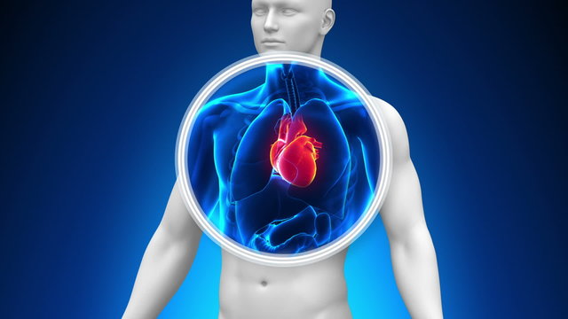 Medical X-Ray Scan - Heart