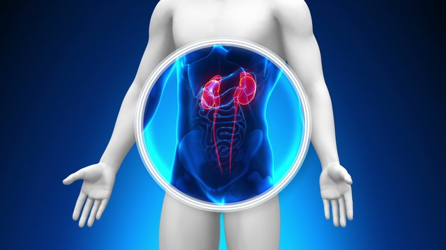 Medical X-Ray Scan - Kidneys