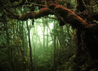 Gordijnen tropisch regenwoud © Eky Chan