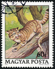 stamp printed in Hungary shows Wild cat