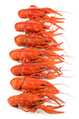 Tasty boiled crayfishes isolated on white