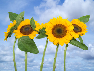 Five Sunflowers against beautiful cloudy sky