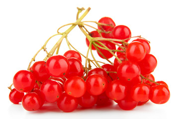 Red berries of viburnum isolated on white