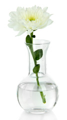 Flower in test-tube isolated on white