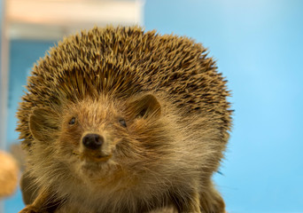 Hedgehog