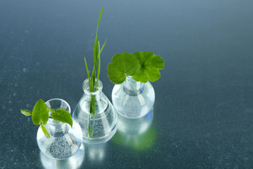 Plants in test tubes, on color background