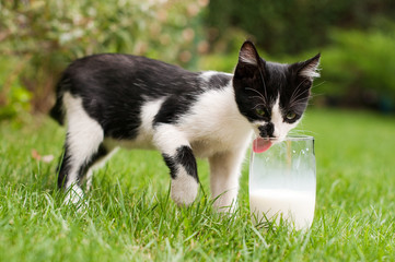 Kitty and a milk