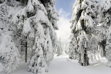 Landscape covered with fresh snow