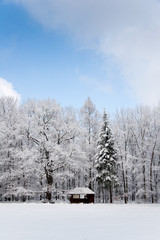 idyllischer Wald im Winter