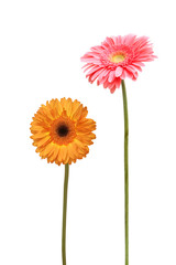 two daisy