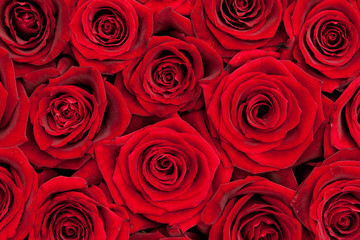 red roses