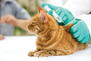 Veterinarian giving injection to a little cat