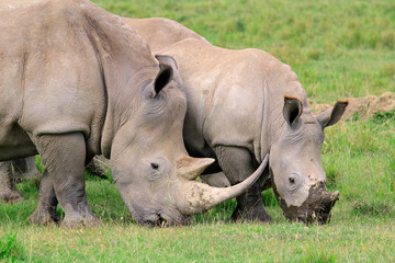 White rhinoceros feeding, Lake Nakuru