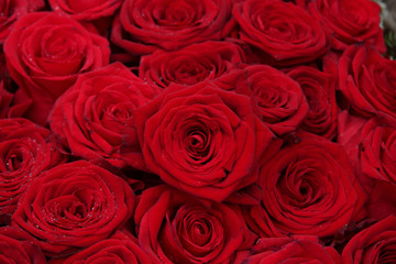Big group of red roses