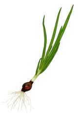 Green lonely  onion with roots