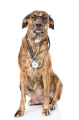 Dog with a stethoscope on his neck. isolated on white background