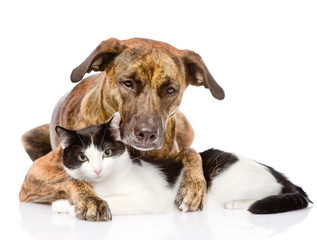 mixed breed dog and cat lying together. isolated on white 