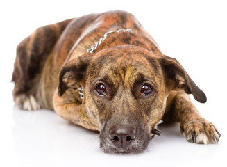 Obraz premium sad mixed breed dog. isolated on white background