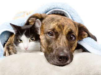 Obraz premium sad dog and cat lying on a pillow under a blanket. isolated 