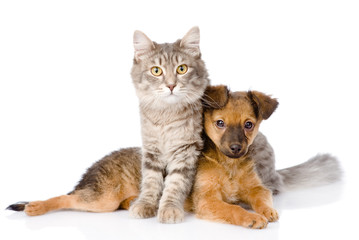 cat and dog looking at camera. isolated on white background