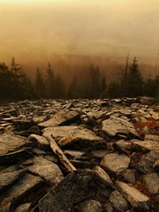 Forest on hill increased from morning autumn foggy background.