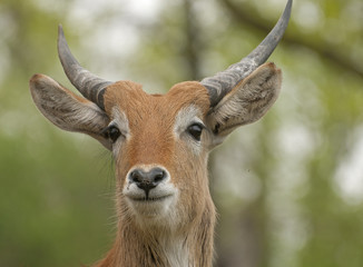 Fototapeta premium Lechwe