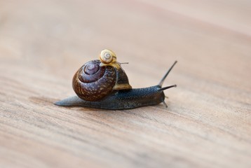 Schnecken- Doppeldecker