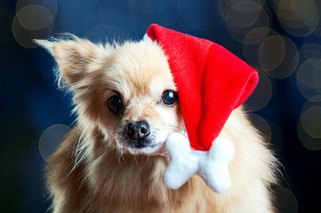 Hund mit Weihnachtsmütze