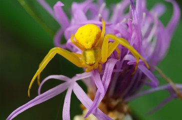 Yellow spider on a purple flower.