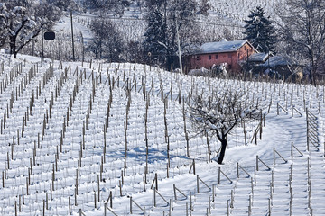 Vineyards covered with snow in Piedmont .