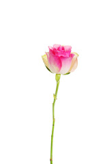 Pale-pink rose isolated on white.